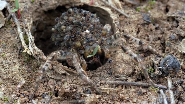 Tarantula its in nest with spiderlings