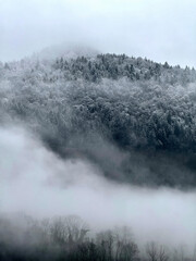 Winter fog in a snowy forested mountain