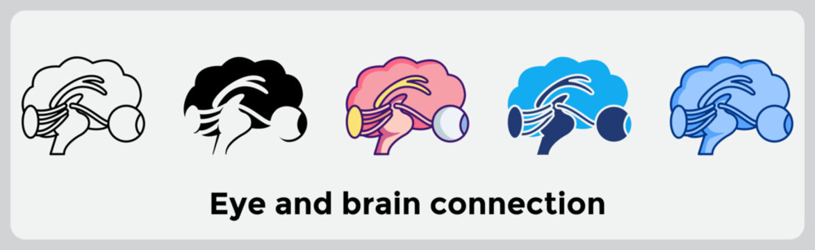 Eye and brain connection