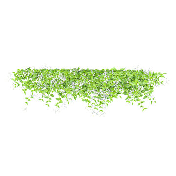 collection of  Sweet autumn clematis vine plant with realistic style from top view