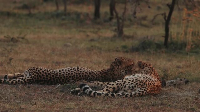 Two cheetahs relaxing in the grass