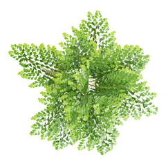 Fototapeta premium collection of Clustering fishtail palm tree with realistic style from top view