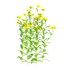 collection of Helianthus plant with realistic