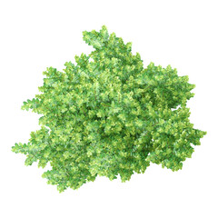 Fototapeta premium collection of Japanese holly tree on transparent canvas from the top view