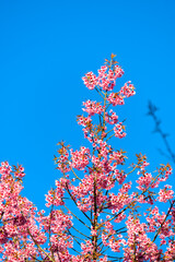 Thailand Sakura pink flower : Full pink cherry blossom on spring in the morning at Chiang Mai province, north of Thailand.