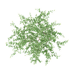 collection of Sasanqua camellia tree on transparent canvas