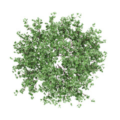 Obraz premium collection of Sasanqua camellia tree with realistic style