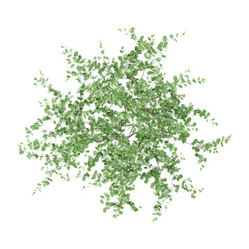 collection of Swamp birch tree on transparent canvas from the top view