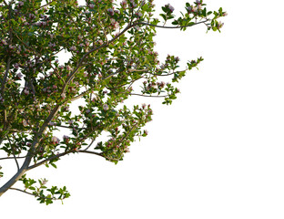 Escallonia x langleyensis apple tree, corner view, cutout, transparent background, isolate 8k png, Beautiful blooming tree with delicate pink flowers against transparent sky
