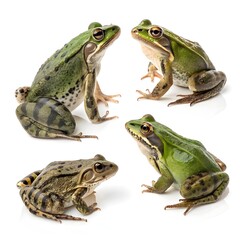 Fototapeta premium Four charming green frogs in a delightful composition, perfect for educational materials, nature publications, and children's books about amphibians