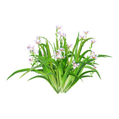 Green Butomus Plant isolated on Canvas