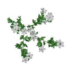 Green Nicotiana tabacum plant isolated on Canvas from top view