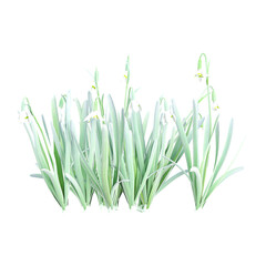 Green Snowdrop tree isolated on Canvas