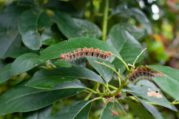 Hairy caterpillars eating green leaves in garden. Close up of insect pest larva with red and black spines destroying plant foliage in nature.