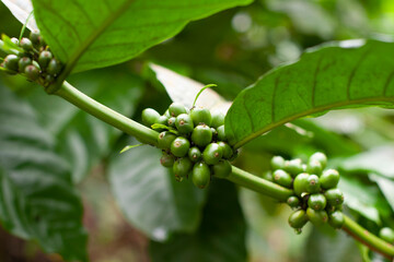 Green unripe coffee beans growing on branch of coffee tree in plantation. Organic farming in tropical climate. Fresh raw berries on stem with leaves.