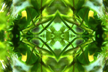 Cinematic Organic Geometry: Symmetrical Nature Abstract Backdrop (For high-end websites, advertising campaigns, digital art, wellness marketing).