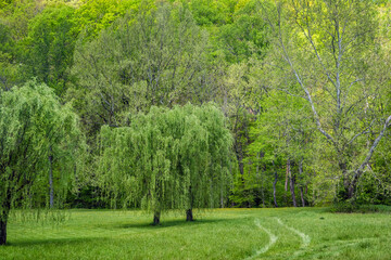 Countryside rural landscape in Lyndhurst, Virginia summer season with lush trees and willow trees
