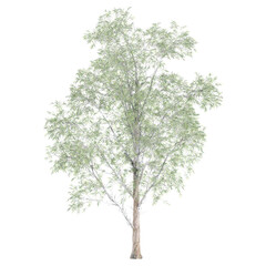 Isolated Southern Blue gum Tree on transparent canvas