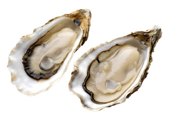 Oyster Shell Pair PNG &ndash; Realistic Open and Closed Shells on Transparent Background	
