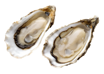 Oyster Shell Pair PNG – Realistic Open and Closed Shells on Transparent Background	
