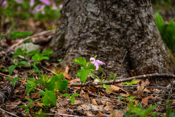 Pink multicolored trillium wildflowers flowers field closeup by tree in Virginia Blue Ridge of Wintergreen Resort with bokeh