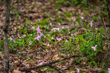 Purple pink color trillium wildflowers flowers field closeup in Virginia Blue Ridge of Wintergreen Resort trail