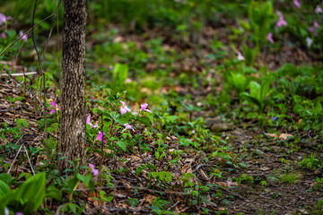 Purple pink many trillium wildflowers flowers field closeup in Virginia Blue Ridge of Wintergreen Resort trail