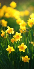 Fototapeta premium Yellow daffodil flowers blooming in a sunny spring field