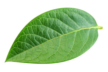 Blueberry leaves isolated on transparent background. Green blueberry leaves PNG