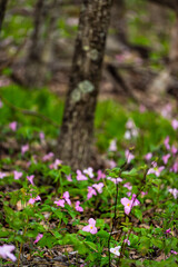 Purple pink color trillium wildflowers flowers field closeup vertical view in Virginia Blue Ridge of Wintergreen Resort