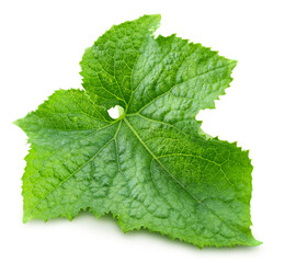 Cucumber leaf isolated on transparent. Cucumber leaf PNG. Cucumber leaf top view