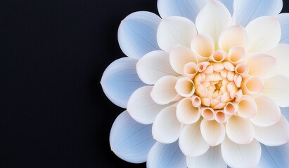 Close up shot of top half of elegant white dahlia flower with petals delicately arranged in shades of pale blue and cream against deep black background