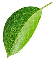 Green pears leaf isolated on transparent. Pears leaf PNG. Pears leaf full macro photo