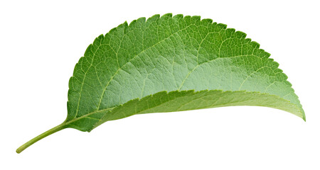 Apple leaves isolated on transparent background. Leaves Apple PNG