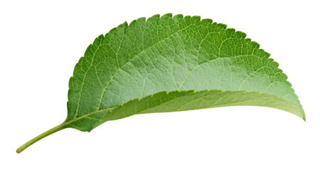 Apple leaves isolated on transparent background. Leaves Apple PNG