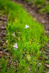 Pink color trillium wildflowers flowers field closeup vertical view in green grass Virginia Blue Ridge of Wintergreen Resort