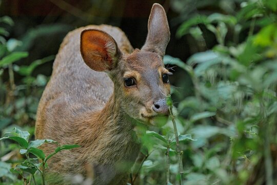 corzuela parda, guazuncho, Mazama gouazoubira, esteros del ibera, corrientes, argentina