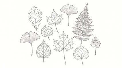Fototapeta premium Botanical Line Art Illustration of Various Types of Leaves