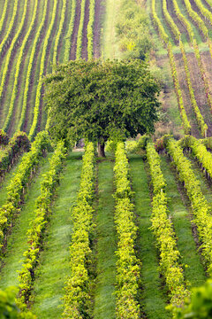 View of verdant vineyards stretch in precise rows, embracing a solitary green tree standing guard in the heart of South Moravia, Brno, South Moravian Region, Czechia.
