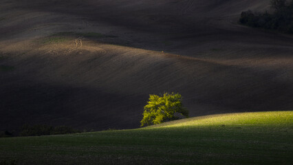 View of a lone tree bathed in golden sunlight amidst the rolling, dark, textured hills, casting shadows and highlighting the landscape, Brno, South Moravian Region, Czechia.