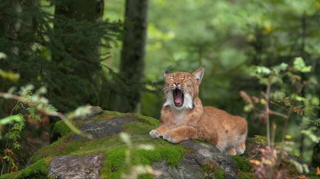 Lynx yawning, lying on rock in forest