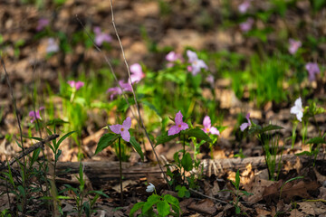 Pink and white colored trillium wildflowers flowers field in Virginia Blue Ridge of Wintergreen Resort hiking trail