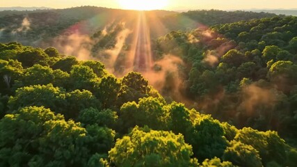 Aerial view of a misty forest at sunrise