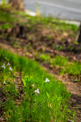 Pink color trillium wildflowers field closeup vertical view in lush green grass at Virginia Blue Ridge of Wintergreen Resort