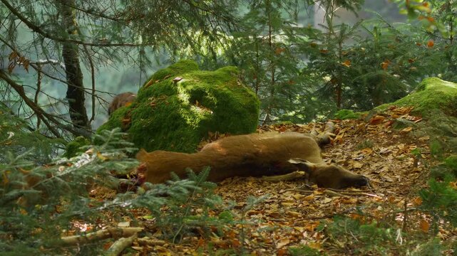 Deer killed by lynx, predators feeding on their prey