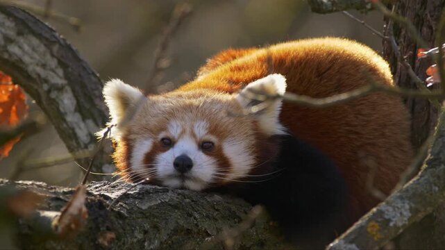 Red panda lying relaxed on tree branch