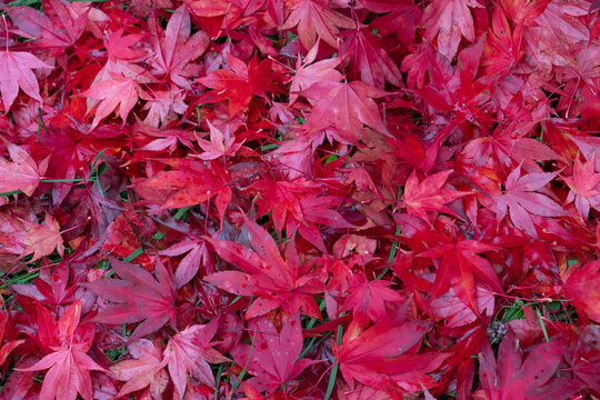 backgroound of autumn red acer leaves fallen to the ground