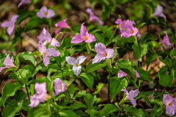 Purple pink colored trillium wildflowers flowers field sunny closeup pattern in Virginia Blue Ridge of Wintergreen Resort trail