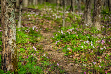 Fototapeta premium Pink and purple trillium wildflowers flowers field with trail footpath way in Virginia Blue Ridge of Wintergreen Resort
