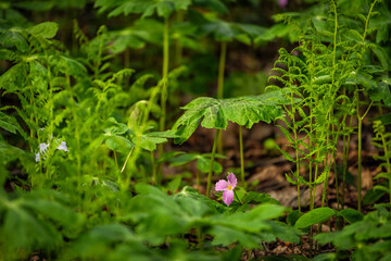 Pink trillium tri flower and white flowers by ferns and mayapple macro closeup in Virginia Blue Ridge of Wintergreen Resort